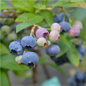 Blueberry 'Heerma'